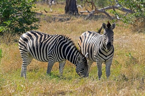 Moremi Game Reserve (Botswana) - Deux zèbres près de South Gate(VO-25-0963 B.jpg)